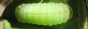 Nesolycaena urumelia - Final Larvae